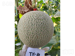 ��Ƥ���Ŵ�\�\-��ϷN��-��(y��u)�Π�����