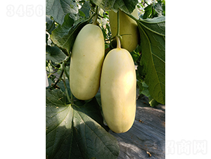 ��Ƥ���MT-5-��ϷN��-��(y��u)�Π�����