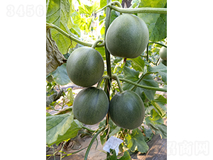 ��Ƥ���MT-6-��ϷN��-��(y��u)�Π�����