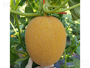 �SƤ25ͤͮ-��ϷN��-��(y��u)�Π�����