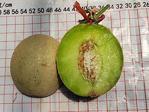 ��Ƥ����\Ғ-��ϷN��-��(y��u)�Π�����