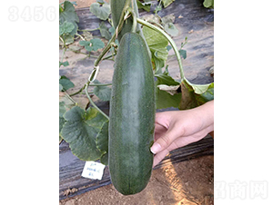 ��Ƥ���MT-7-��ϷN��-��(y��u)�Π�����