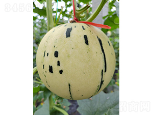 �t�����ǽ�С��-��ϷN��-��(y��u)�Π�����