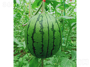 �YƷ���ϲʺ���-���ϷN��-��(y��u)�Π�����