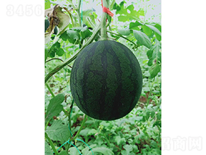 �YƷ������ͮ-���ϷN��-��(y��u)�Π�����