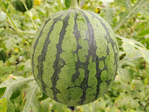 �YƷ���ψA���-���ϷN��-��(y��u)�Π�����