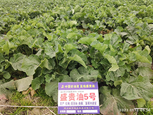 ʢ�F��5̖(h��o)-�Ͳ˷N��-ʢƽ�r(n��ng)�I(y��)