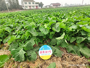 ʢ�F��1̖(h��o)-�Ͳ˷N��-ʢƽ�r(n��ng)�I(y��)