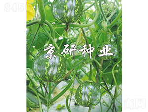 ����3̖(h��o)-�ϹϷN��-���зN�I(y��)