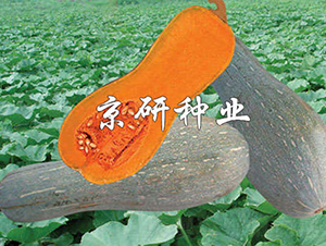 ����2̖-�ϹϷN��-���зN�I(y��)