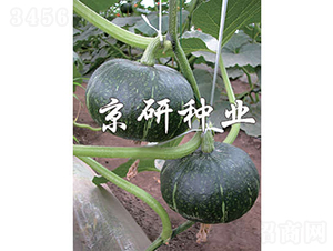 ���쾩�G��-�ϹϷN��-���зN�I(y��)