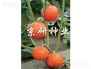 ���쾩�t��-�ϹϷN��-���зN�I(y��)