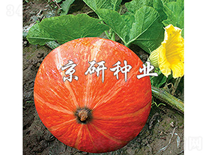 ���t��-�ϹϷN��-���зN�I(y��)