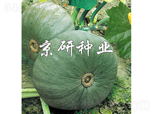 �������y��-�ϹϷN��-���зN�I(y��)