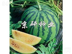 ��ѩ-���ϷN��-���зN�I(y��)