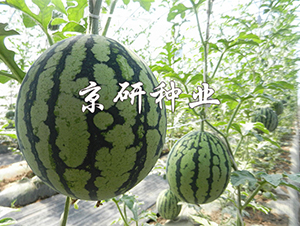 ����4K-���ϷN��-���зN�I(y��)