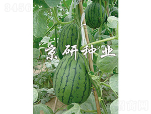 ���f-���ϷN��-���зN�I(y��)