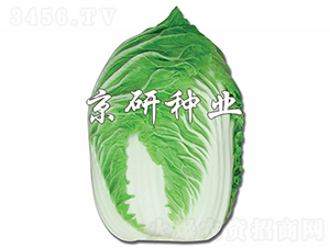 ������-�ײ˷N��-���зN�I(y��)