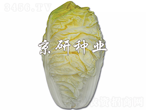 ����56-�ײ˷N��-���зN�I(y��)