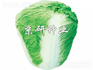 ����65̖(h��o)-�ײ˷N��-���зN�I(y��)