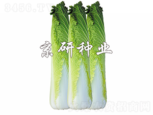 ����65-�ײ˷N��-���зN�I(y��)