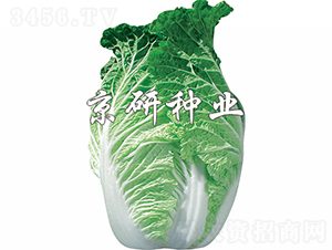 ����75̖-�ײ˷N��-���зN�I(y��)