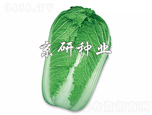 ����3̖-�ײ˷N��-���зN�I(y��)