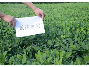 �ɻ�8̖(h��o)-�����N��-���S�N�I(y��)