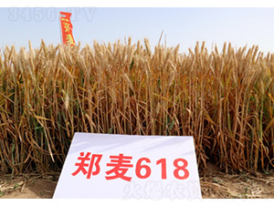 ����618-С���N��-���S�N�I(y��)