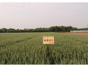 ����829-С���N��-���S�N�I(y��)