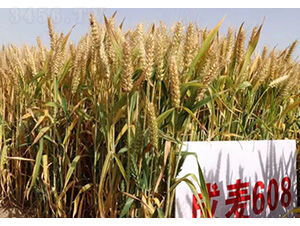 ����608-С���N��-���S�N�I(y��)