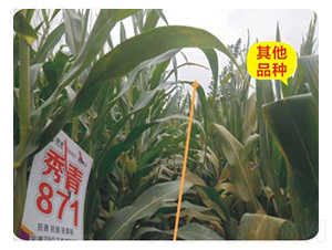 ����871-���׷N��-���S�N�I(y��)