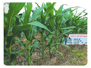 �����S1̖(h��o)-���׷N��-���S�N�I(y��)