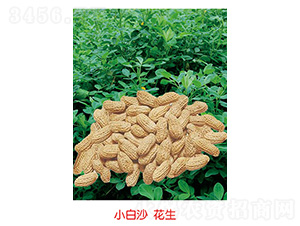 С��ɳ����-�����N��-�S�A�N�I(y��)