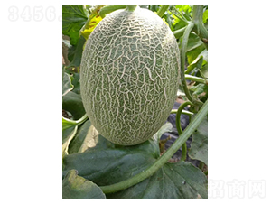 ����һ̖-���ܹϷN��-����N��