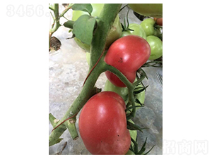 �sҫ-��-���ѷN��-����N��