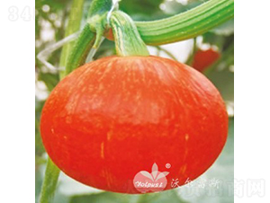 �S����F1���tƤ����A�Ϲ�Ʒ�N��-�ϹϷN��-�֠���˹