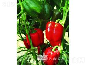 �t�W��F1���M�ڸ߮a(ch��n)�G�D(zhu��n)�t��Ʒ�N��-�𽷷N��-�֠���˹