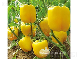 �S�W��F1���M���Sɫ�𽷣�-�𽷷N��-�֠���˹