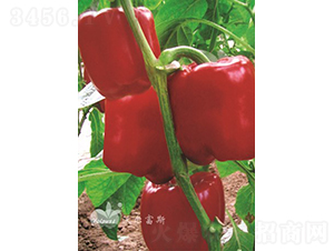 �t���oF1��Խ���𽷣�-�𽷷N��-�֠���˹