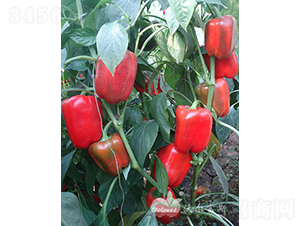 �t�_�ȶ�̖F1���ﶬ�����o����Ʒ�N��-�𽷷N��-�֠���˹