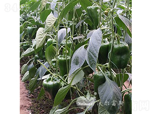 ����һ̖F1���߮a(ch��n)��Ʒ�N��-�𽷷N��-�֠���˹