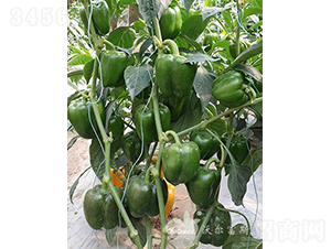 ��˼�_��̖F1����Ӳ����Ʒ�N��-�𽷷N��-�֠���˹