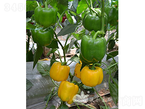 �S�_��F1���߮a(ch��n)�����Sɫ�𽷣�-�𽷷N��-�֠���˹