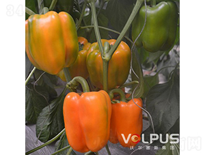 �S�W�ȶ�̖F1���M���Sɫ�𽷣�-�𽷷N��-�֠���˹