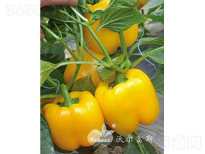 �S��F1���紺�����Ӽ�Խ���߮a(ch��n)�Sɫ�𽷣�-�𽷷N��-�֠���˹