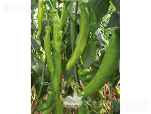 �ֽ�һ̖F1��Խ������Ʒ�N��-�����N��-�֠���˹