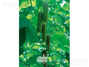 ��ؐ��̖F1��ˮ���S�ϣ�-�S�ϷN��-�֠���˹