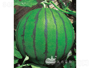 ���촺��F1����������Ʒ�N��-���ϷN��-�֠���˹