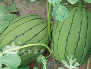 ����tF1���紺�t����ͶYƷ���ϣ�-���ϷN��-�֠���˹